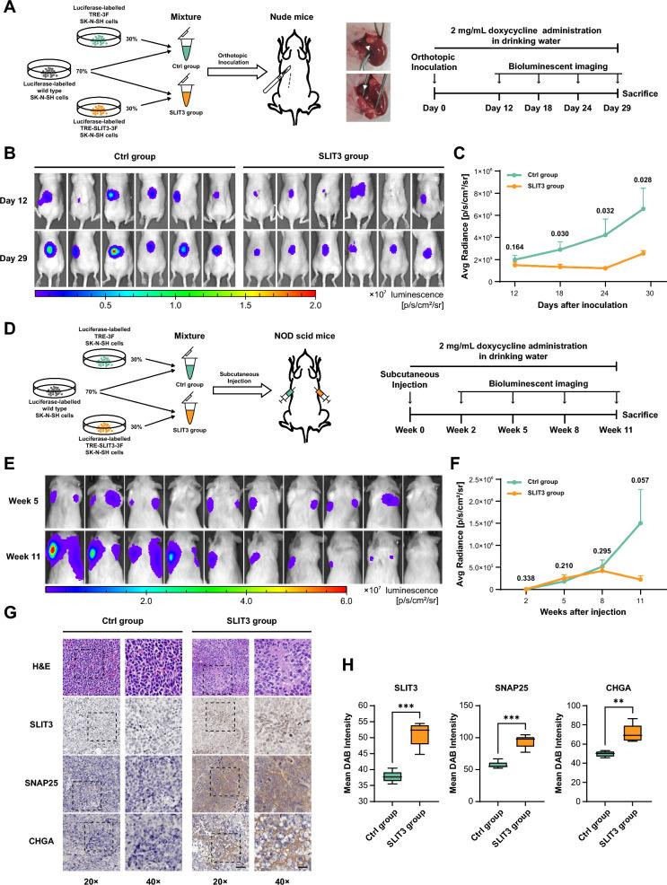 https://cdn.ncbi.nlm.nih.gov/pmc/blobs/441d/12123822/f7ac287d6c38/12967_2025_6621_Fig5_HTML.jpg