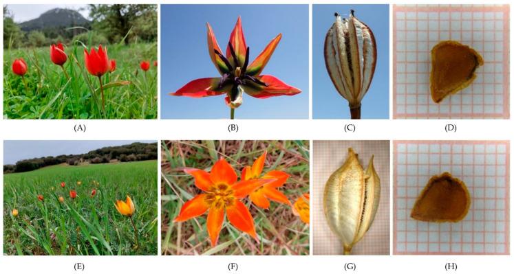 https://cdn.ncbi.nlm.nih.gov/pmc/blobs/441e/10180707/a46514ac4645/plants-12-01859-g008.jpg