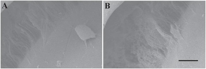 https://cdn.ncbi.nlm.nih.gov/pmc/blobs/441e/4232556/ef3d0450abd9/pone.0112957.g005.jpg
