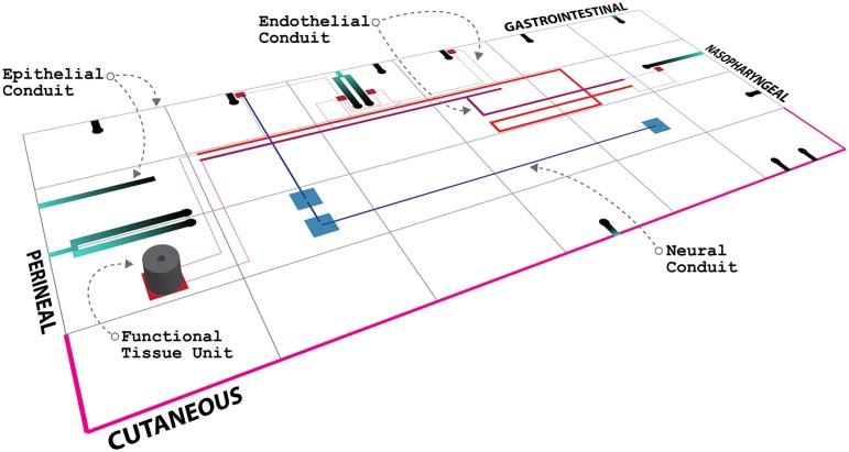 https://cdn.ncbi.nlm.nih.gov/pmc/blobs/4424/4338662/15de016c9fd5/fphys-06-00024-g0001.jpg