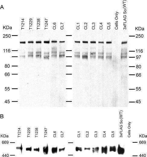 https://cdn.ncbi.nlm.nih.gov/pmc/blobs/4428/7111838/ca7fd7251962/gr2.jpg