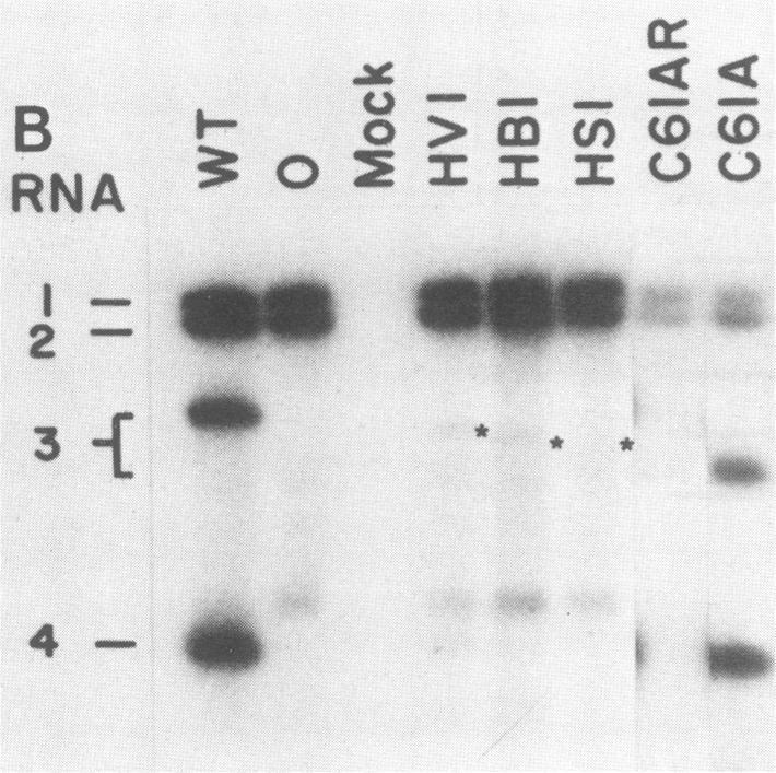 https://cdn.ncbi.nlm.nih.gov/pmc/blobs/442a/254123/03e0d7d74840/jvirol00096-0170-b.jpg