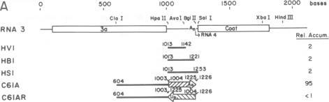 https://cdn.ncbi.nlm.nih.gov/pmc/blobs/442a/254123/64cf4271bb06/jvirol00096-0170-a.jpg