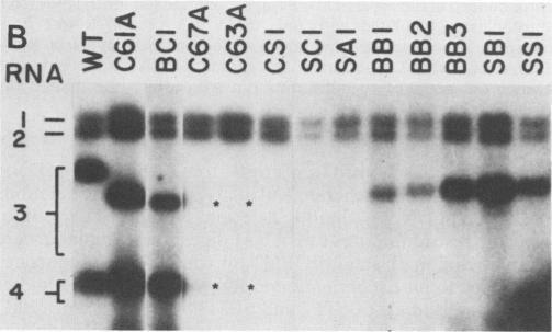 https://cdn.ncbi.nlm.nih.gov/pmc/blobs/442a/254123/8269b269fae9/jvirol00096-0169-b.jpg