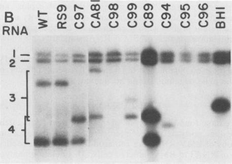 https://cdn.ncbi.nlm.nih.gov/pmc/blobs/442a/254123/af3d1206517a/jvirol00096-0171-b.jpg