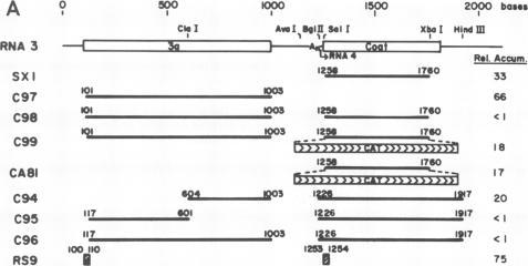 https://cdn.ncbi.nlm.nih.gov/pmc/blobs/442a/254123/b80a446e82bd/jvirol00096-0171-a.jpg