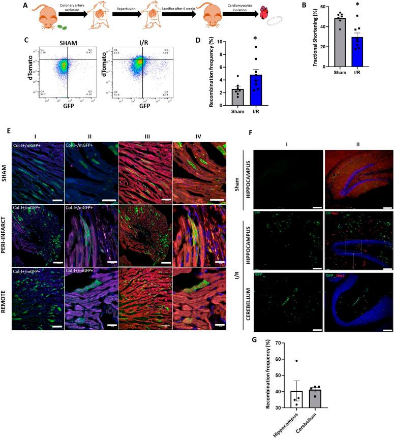 https://cdn.ncbi.nlm.nih.gov/pmc/blobs/442a/8548207/0d97a065bced/LSA-2021-01048_Fig3.jpg