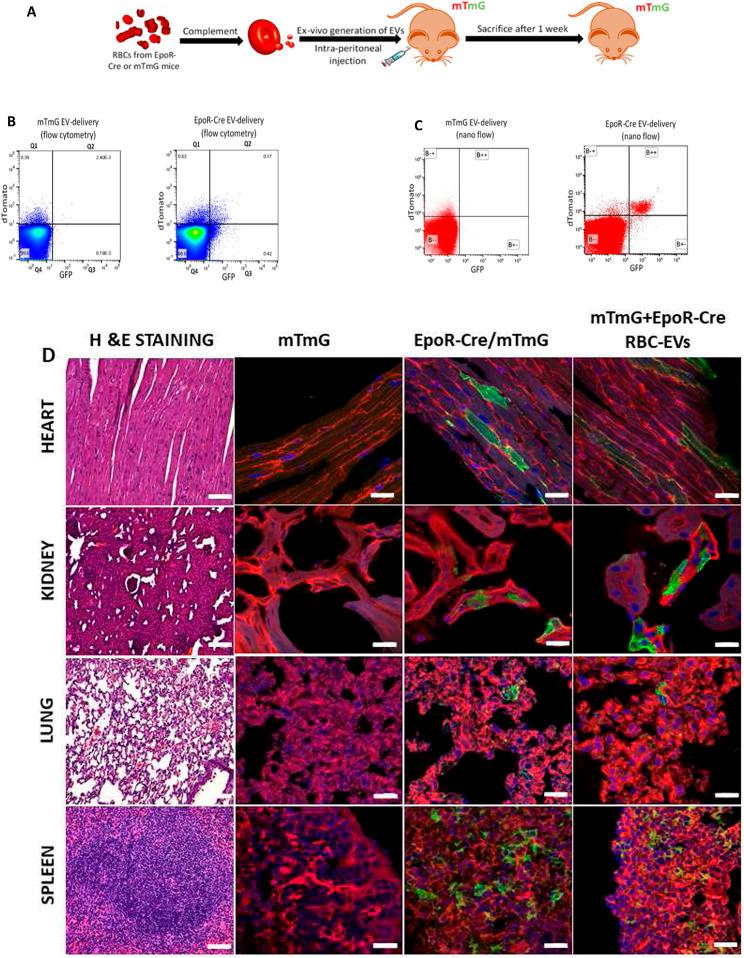 https://cdn.ncbi.nlm.nih.gov/pmc/blobs/442a/8548207/b24df0a166bc/LSA-2021-01048_Fig2.jpg