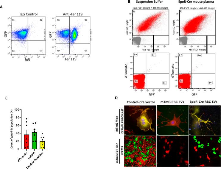 https://cdn.ncbi.nlm.nih.gov/pmc/blobs/442a/8548207/bf5039c0f8b8/LSA-2021-01048_FigS1.jpg
