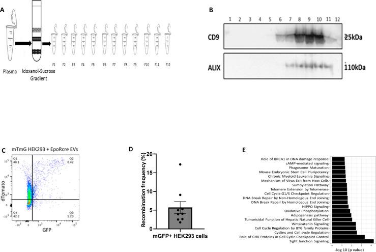 https://cdn.ncbi.nlm.nih.gov/pmc/blobs/442a/8548207/c3be12c777b4/LSA-2021-01048_FigS7.jpg