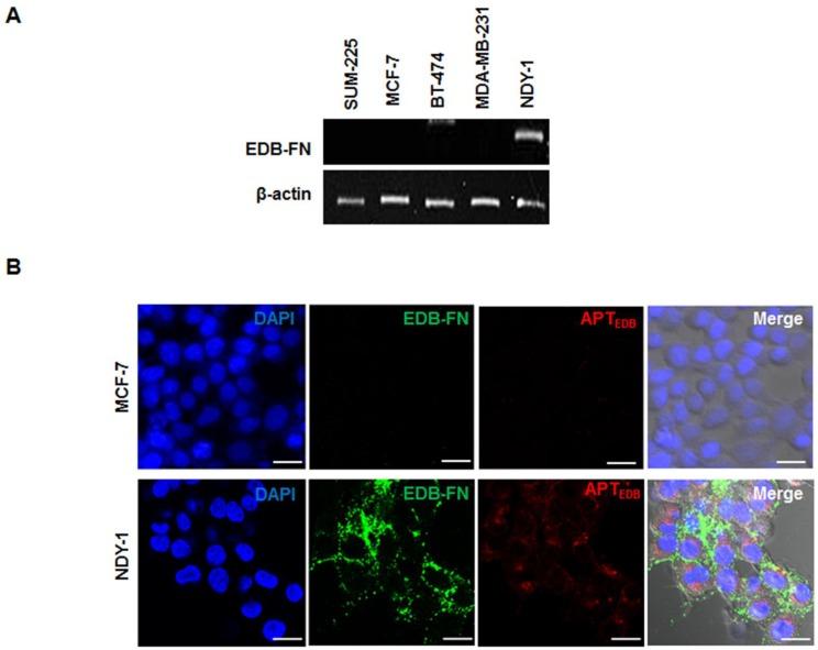 https://cdn.ncbi.nlm.nih.gov/pmc/blobs/442b/4063982/996f9b266d9d/thnov04p0845g002.jpg