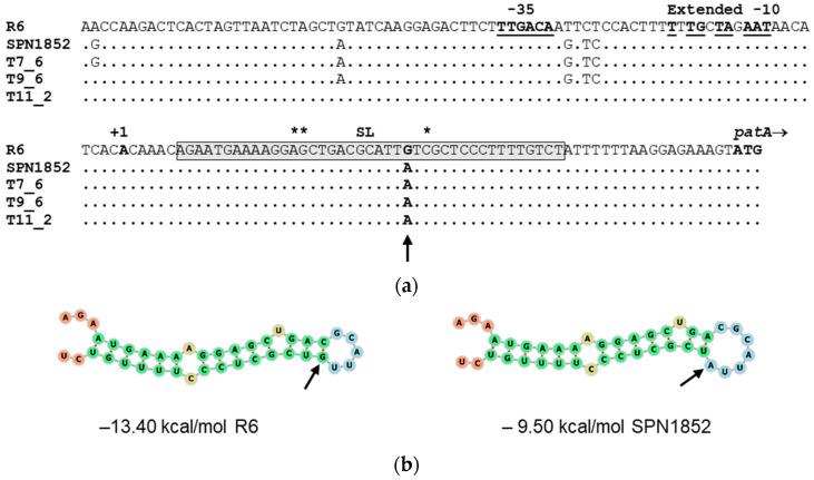 https://cdn.ncbi.nlm.nih.gov/pmc/blobs/442c/9774293/1e0d1b955223/antibiotics-11-01837-g006.jpg