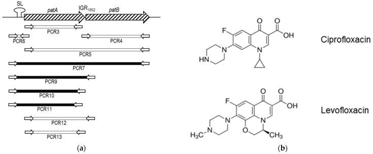 https://cdn.ncbi.nlm.nih.gov/pmc/blobs/442c/9774293/374dc399ed46/antibiotics-11-01837-g004a.jpg