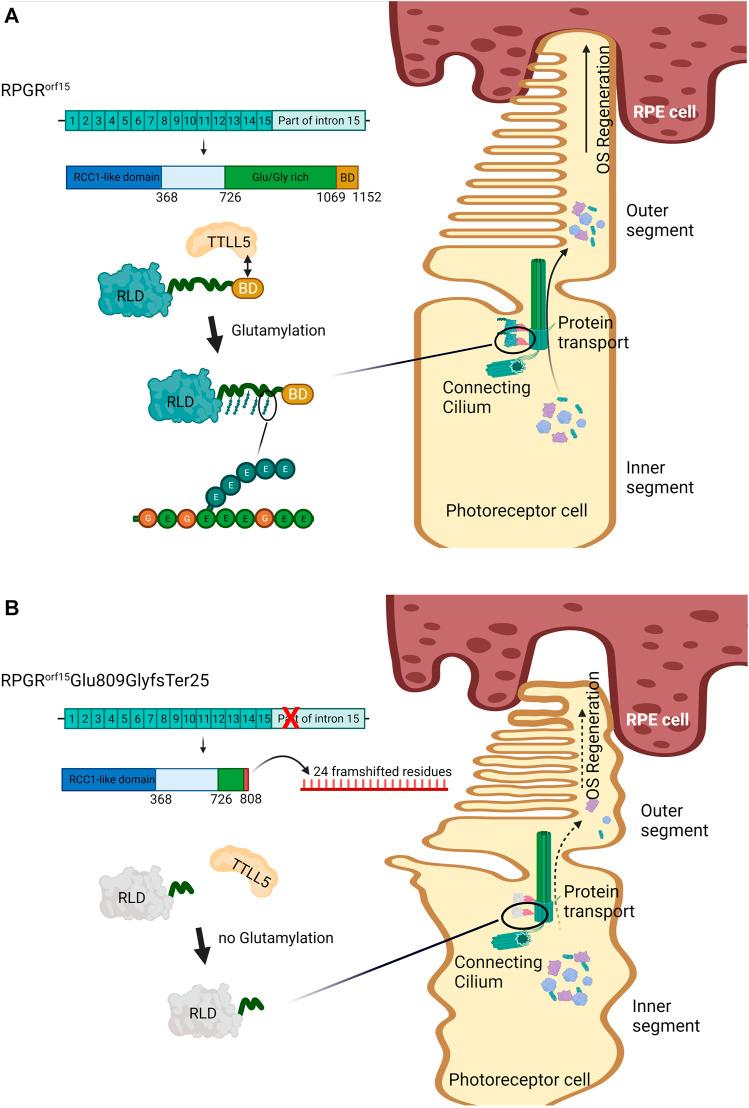 https://cdn.ncbi.nlm.nih.gov/pmc/blobs/442e/8517444/f0cf30b16d96/fgene-12-728085-g004.jpg