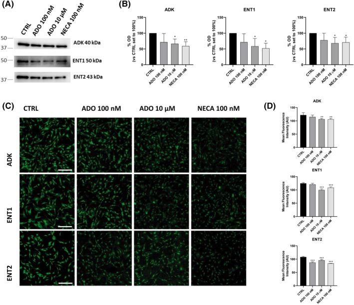 https://cdn.ncbi.nlm.nih.gov/pmc/blobs/4434/11580377/382cac9d5726/IUB-76-1234-g002.jpg
