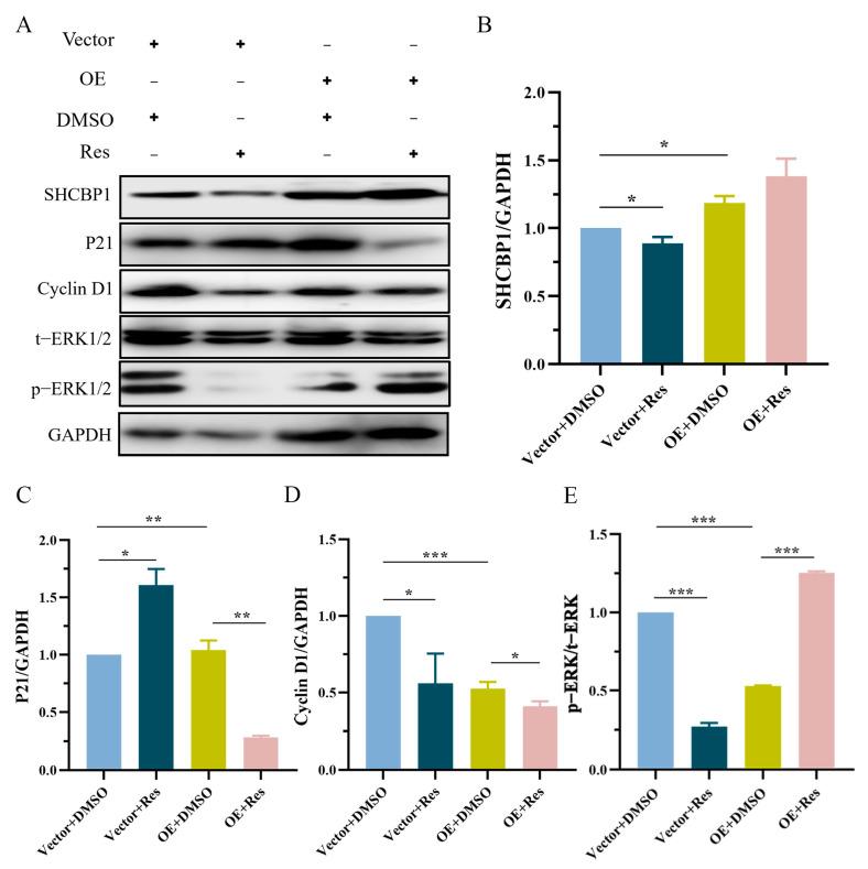 https://cdn.ncbi.nlm.nih.gov/pmc/blobs/4436/10674768/cacdeb335caa/molecules-28-07614-g007.jpg
