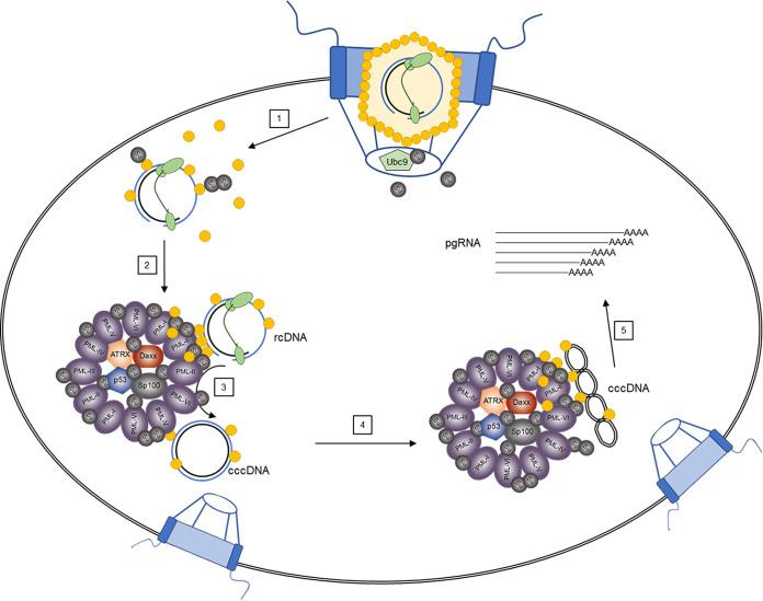 https://cdn.ncbi.nlm.nih.gov/pmc/blobs/4438/10269885/92d735f32b13/spectrum.00446-23-f010.jpg