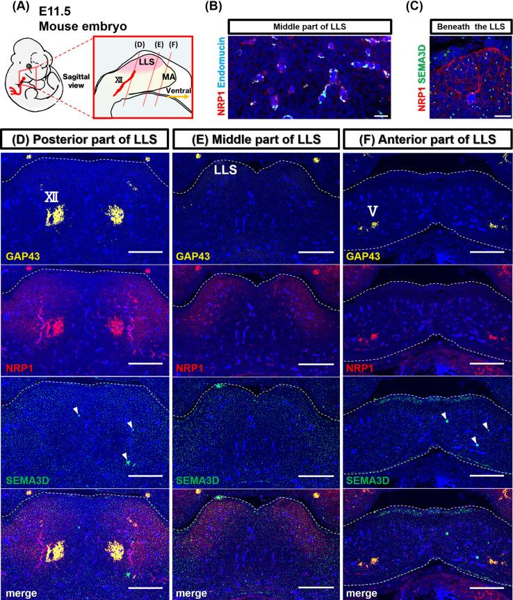 https://cdn.ncbi.nlm.nih.gov/pmc/blobs/443d/10918430/13ec3d4e7cec/AHC23-00073f05.jpg