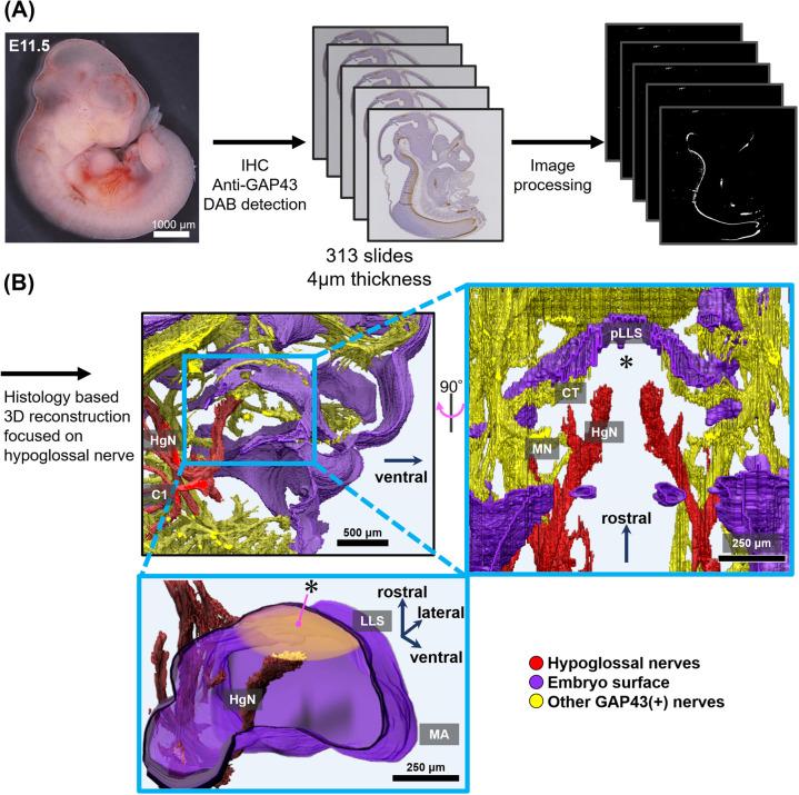 https://cdn.ncbi.nlm.nih.gov/pmc/blobs/443d/10918430/af9d09c1aa86/AHC23-00073f01.jpg