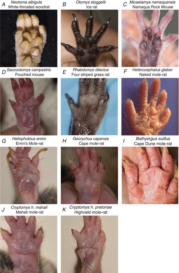 https://cdn.ncbi.nlm.nih.gov/pmc/blobs/4440/6187043/0c5201cf7bcc/TJP-596-4995-g009.jpg