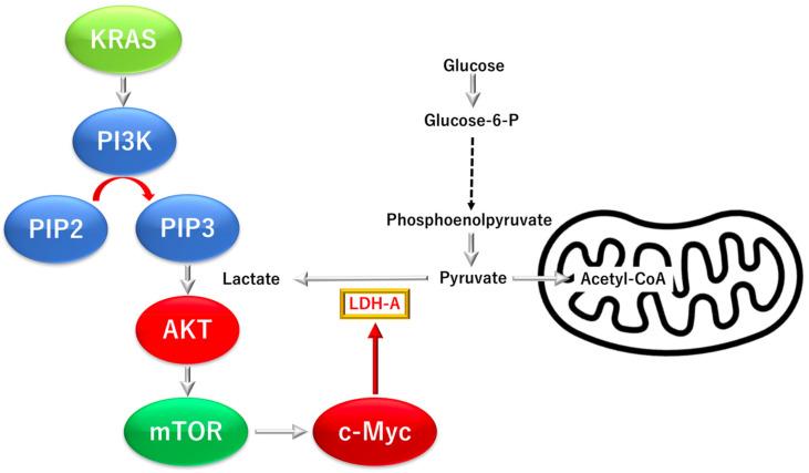 https://cdn.ncbi.nlm.nih.gov/pmc/blobs/4440/9599774/70ceed69bc4f/biomolecules-12-01503-g004.jpg