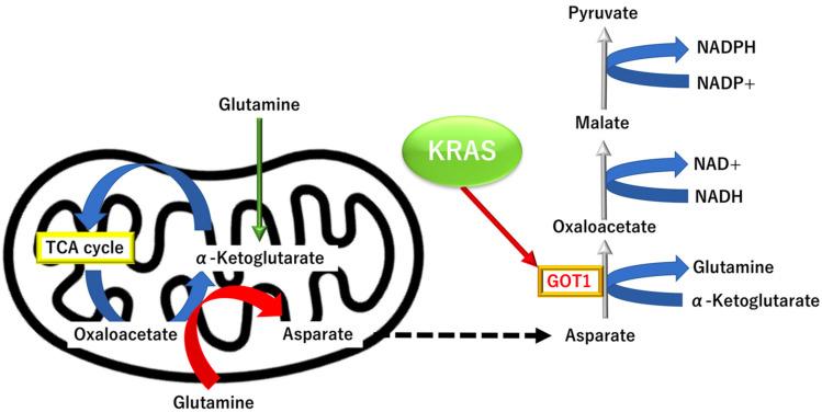 https://cdn.ncbi.nlm.nih.gov/pmc/blobs/4440/9599774/9a4e0ffdac8f/biomolecules-12-01503-g005.jpg