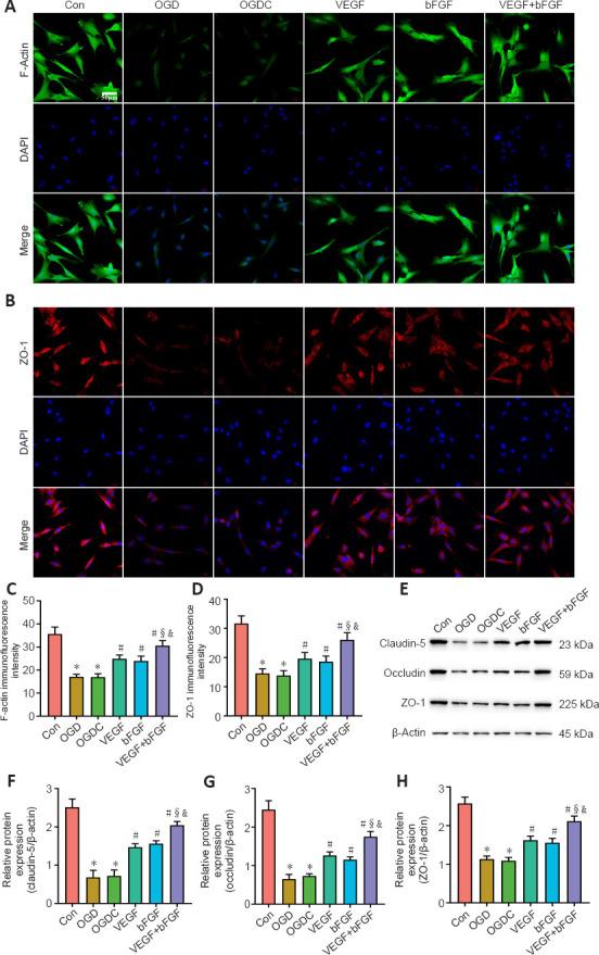 https://cdn.ncbi.nlm.nih.gov/pmc/blobs/4441/10664103/a92b204b6148/NRR-19-887-g007.jpg