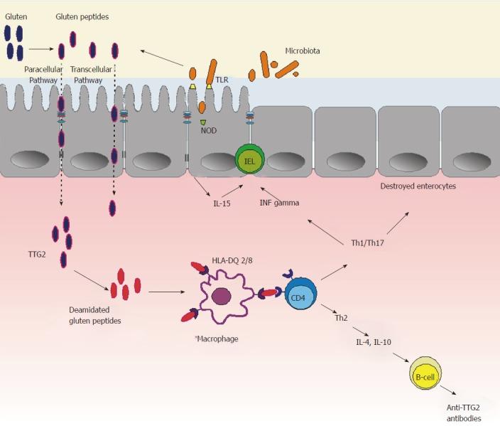 https://cdn.ncbi.nlm.nih.gov/pmc/blobs/4444/5698244/b56181509362/WJG-23-7505-g003.jpg