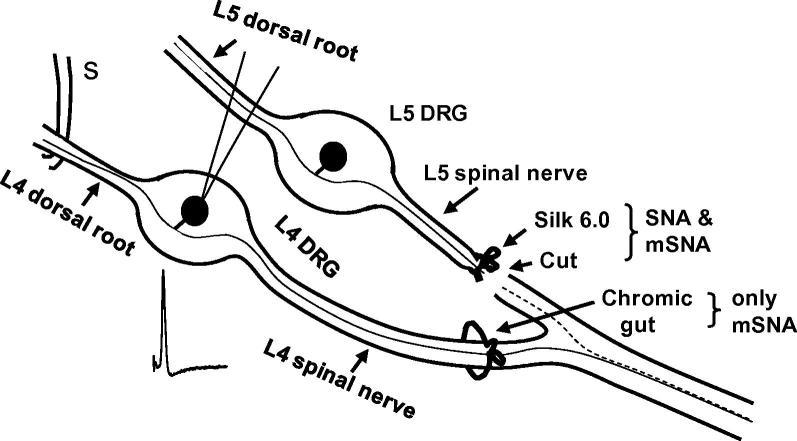 https://cdn.ncbi.nlm.nih.gov/pmc/blobs/4446/3425771/d6fa82321a49/gr1.jpg