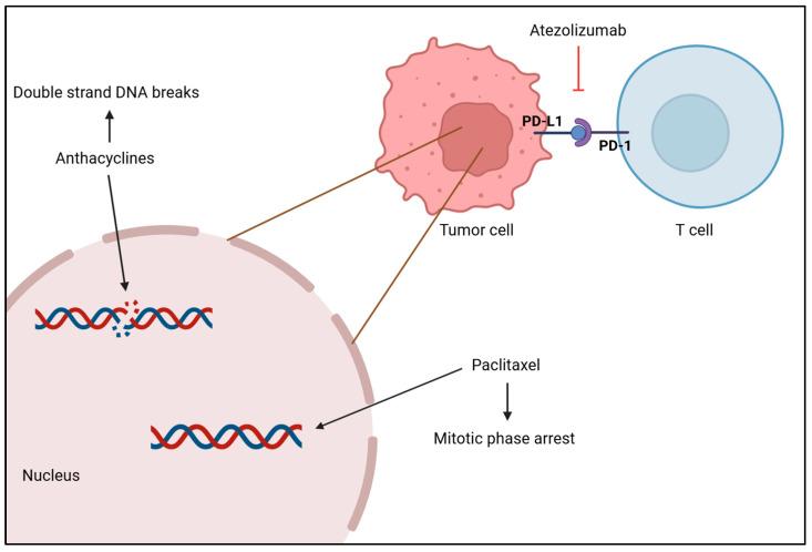 https://cdn.ncbi.nlm.nih.gov/pmc/blobs/444b/11987866/8b5bd6a2d6fe/cancers-17-01102-g004.jpg