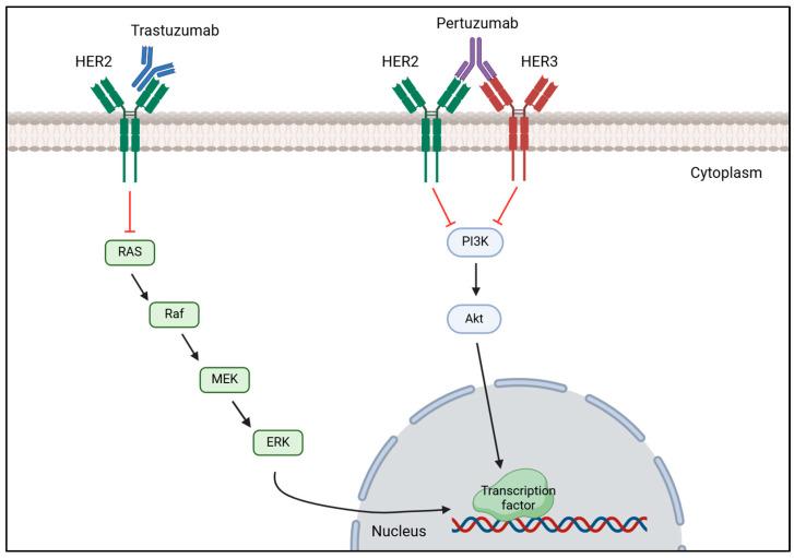 https://cdn.ncbi.nlm.nih.gov/pmc/blobs/444b/11987866/fd8f6c02a005/cancers-17-01102-g003.jpg