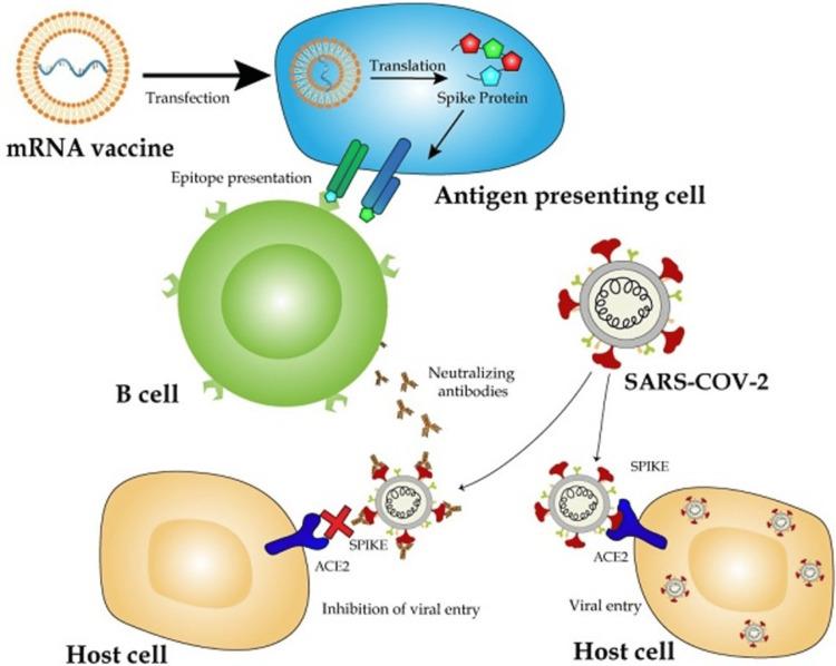 https://cdn.ncbi.nlm.nih.gov/pmc/blobs/444d/12179814/8b4eb30fa4c2/cureus-0017-00000084529-i02.jpg