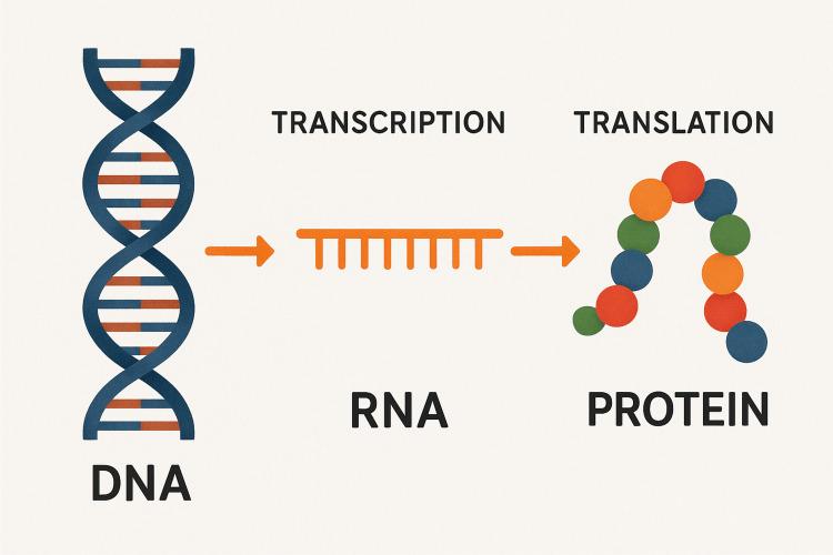 https://cdn.ncbi.nlm.nih.gov/pmc/blobs/444d/12179814/9ed91922bd93/cureus-0017-00000084529-i01.jpg