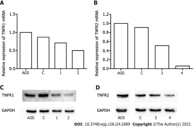 https://cdn.ncbi.nlm.nih.gov/pmc/blobs/444d/9260869/5cc1c925a200/WJG-28-2689-g001.jpg