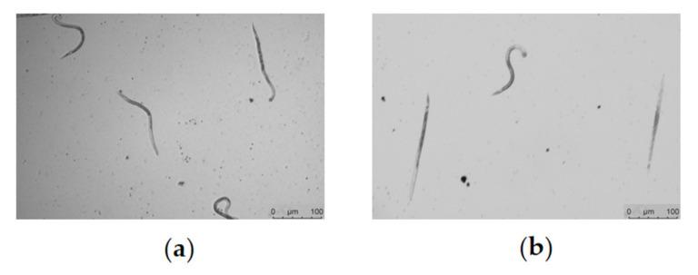 https://cdn.ncbi.nlm.nih.gov/pmc/blobs/4450/10254515/4d868f5497e2/molecules-28-04365-g007.jpg