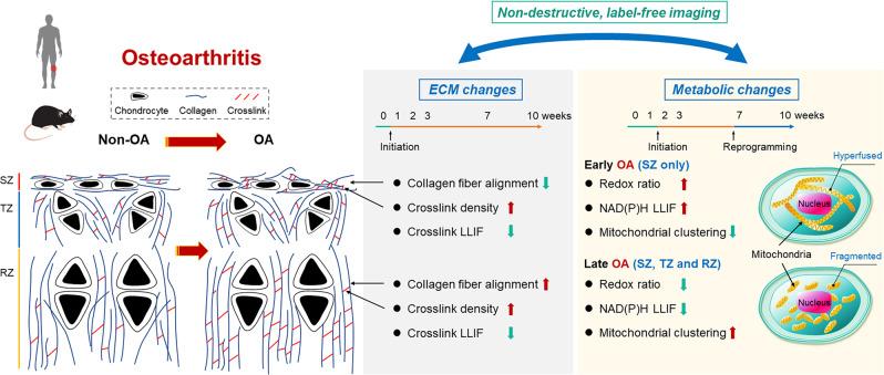 https://cdn.ncbi.nlm.nih.gov/pmc/blobs/4454/10102009/4149458502ef/42003_2023_4738_Fig7_HTML.jpg