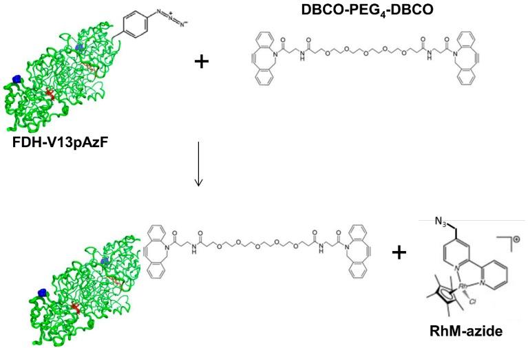 https://cdn.ncbi.nlm.nih.gov/pmc/blobs/4459/6272604/19b7d42bb94a/molecules-20-05975-g003.jpg