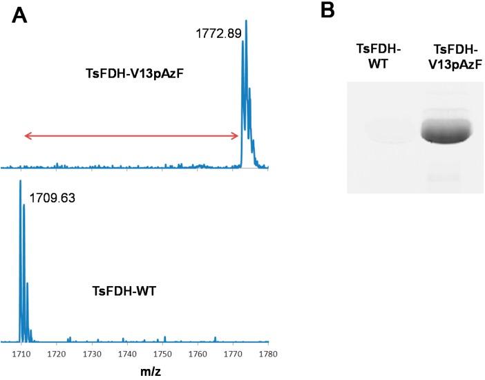 https://cdn.ncbi.nlm.nih.gov/pmc/blobs/4459/6272604/20f16876f170/molecules-20-05975-g002.jpg