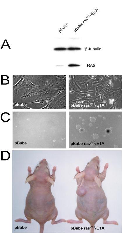 https://cdn.ncbi.nlm.nih.gov/pmc/blobs/445e/153489/aa08fc5d79c6/1476-4598-2-19-1.jpg