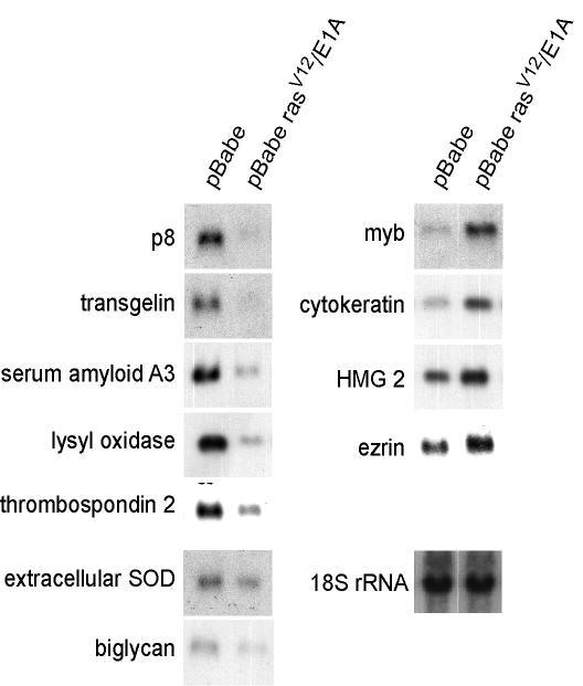https://cdn.ncbi.nlm.nih.gov/pmc/blobs/445e/153489/b0f26f48589f/1476-4598-2-19-3.jpg