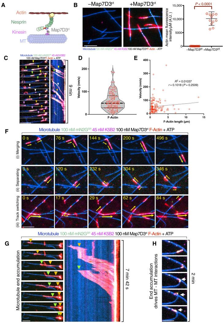 https://cdn.ncbi.nlm.nih.gov/pmc/blobs/445f/11844729/6a499c123bba/sciadv.adq4726-f4.jpg