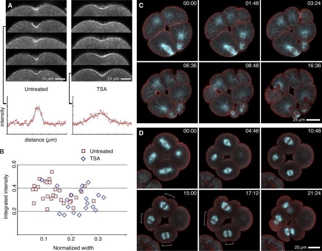 https://cdn.ncbi.nlm.nih.gov/pmc/blobs/445f/2806324/3b3c81c47230/JCB_200907090_RGB_Fig6.jpg