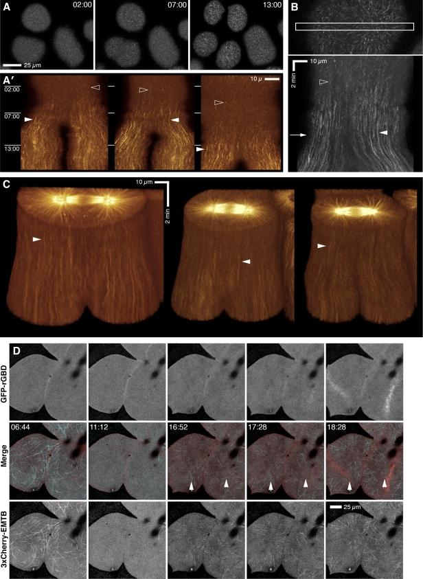 https://cdn.ncbi.nlm.nih.gov/pmc/blobs/445f/2806324/528302742f2d/JCB_200907090_RGB_Fig2.jpg