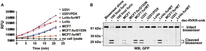 https://cdn.ncbi.nlm.nih.gov/pmc/blobs/4462/2892035/ade0516f2ae1/pone.0011305.g014.jpg