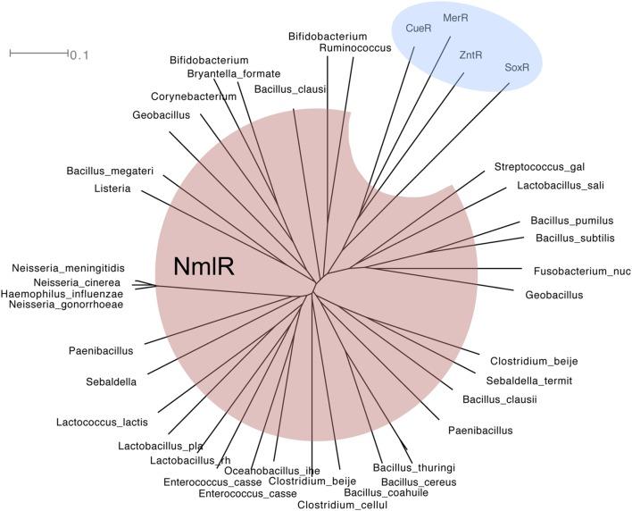 https://cdn.ncbi.nlm.nih.gov/pmc/blobs/4464/4776306/2dad1f82d6b4/fmicb-07-00257-g004.jpg