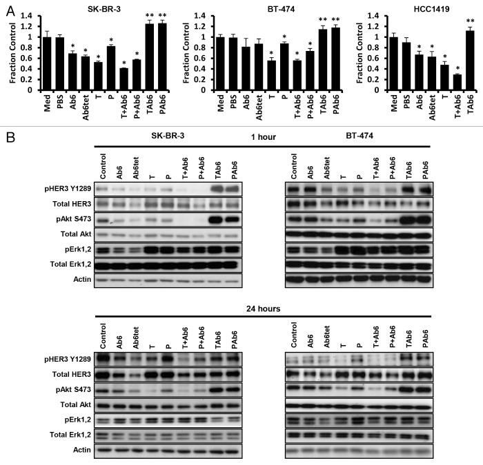https://cdn.ncbi.nlm.nih.gov/pmc/blobs/4465/3984324/113fd8029132/mabs-6-340-g2.jpg