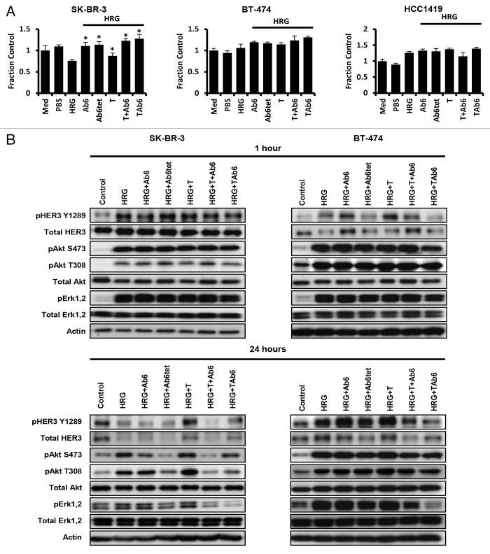 https://cdn.ncbi.nlm.nih.gov/pmc/blobs/4465/3984324/4eff36f663c0/mabs-6-340-g4.jpg