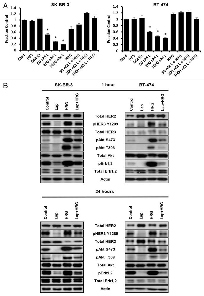 https://cdn.ncbi.nlm.nih.gov/pmc/blobs/4465/3984324/f4af6e05747b/mabs-6-340-g5.jpg