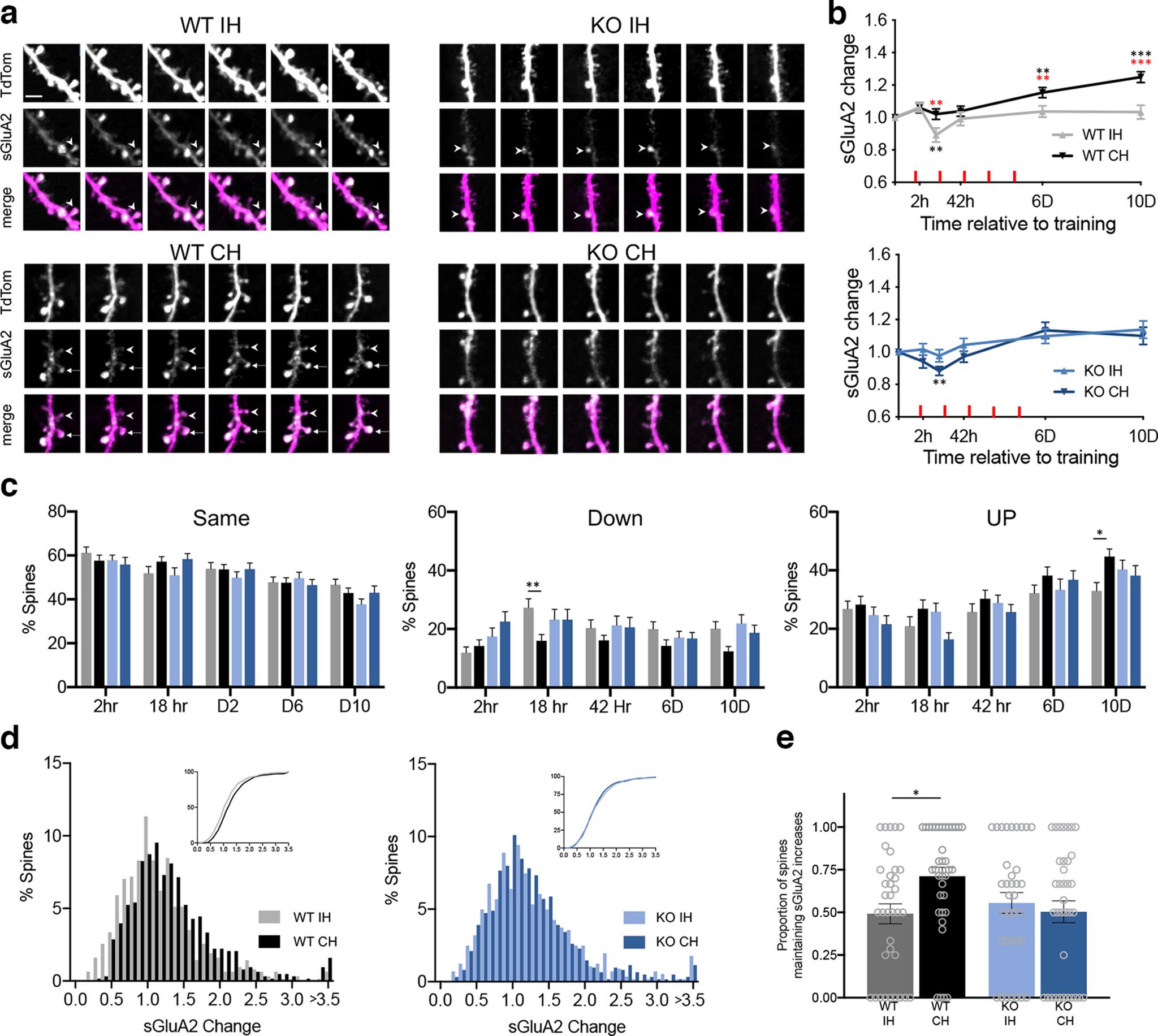 https://cdn.ncbi.nlm.nih.gov/pmc/blobs/4471/10056836/02bef53d1f1e/ENEURO.0364-22.2023_f003.jpg