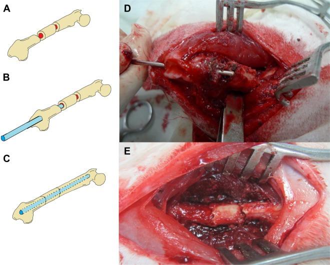 https://cdn.ncbi.nlm.nih.gov/pmc/blobs/4471/4792178/de38480ca901/ijn-11-941Fig3.jpg